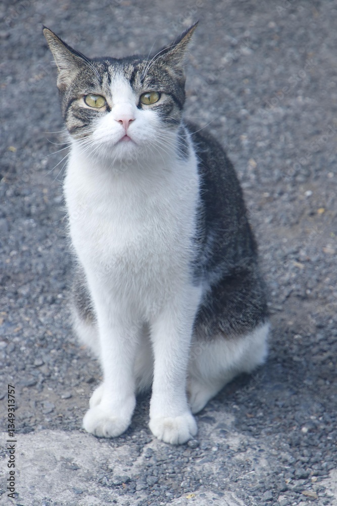 Confident Cat Sitting and Staring Directly at the Camera Confident Cat Sitting and Staring Directly at the Camera