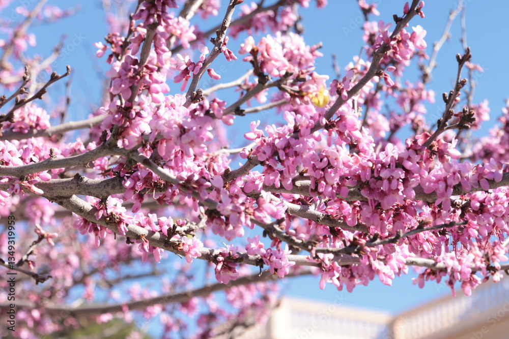 Obraz premium Closeup of Judas tree pink flowers. Cercis canadensis purple blossom in sunny day.