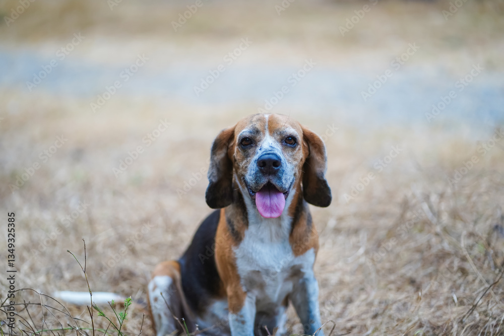 Dirty Face Beagle Sitting Outdoors in a Natural Dry Grass Field Dirty Face Beagle Sitting Outdoors in a Natural Dry Grass Field