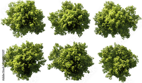 Vector forest trees canopy view, aerial perspective on transparent backgrounds, PNG, jungle, green foliage, overhead view, woodland, tropical, nature, isolated, eco, environment, landscape
