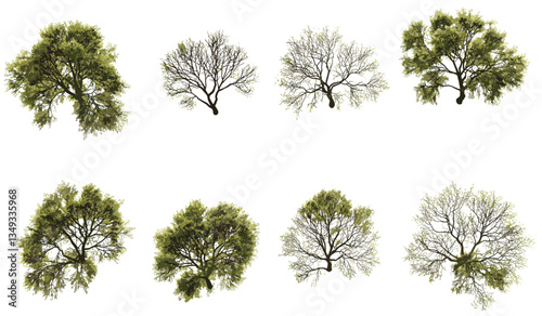 Aerial view arid trees set, vector isolated, transparent backgrounds, PNG, dry forest, barren land, leafless trees, drought landscape, desert vegetation, nature illustration, tree clipart