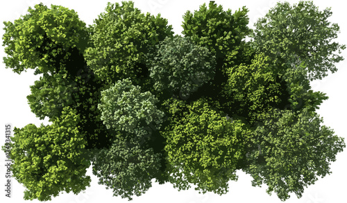 Aerial view vector of greenery forest canopy transparent png, lush landscape, natural environment, outdoor scene, forest top view, eco-friendly nature, foliage texture