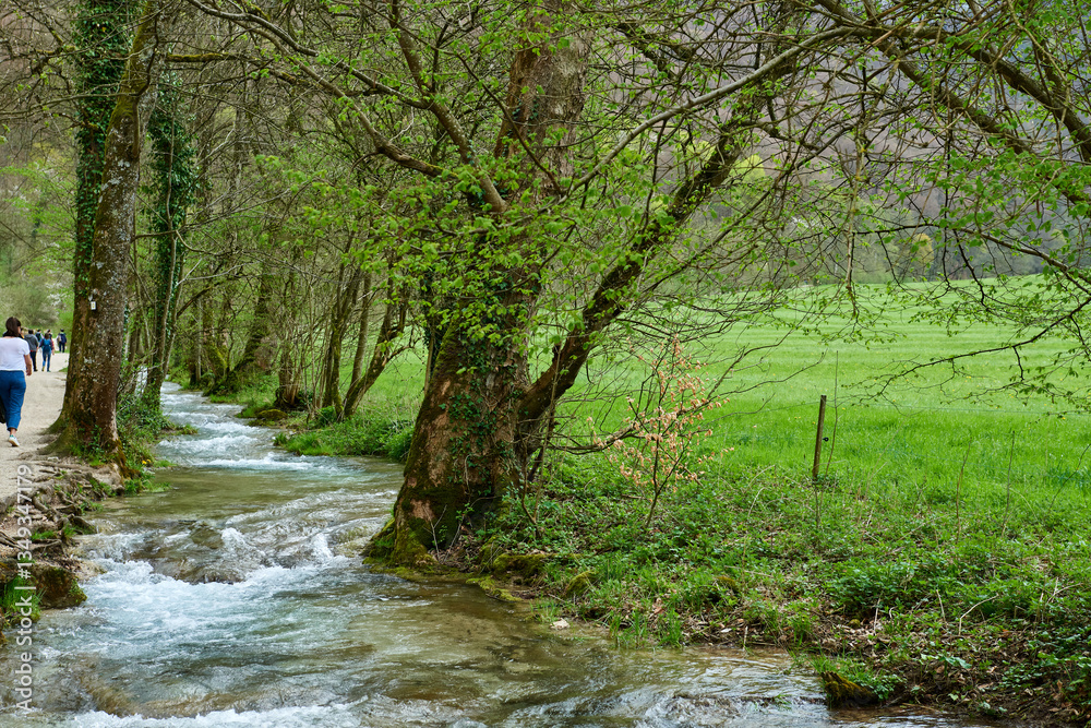Serene Forest Stream with Moss-Covered Rocks and Ivy-Covered Trees in Early Spring Serene Forest Stream with Moss-Covered Rocks and Ivy-Covered Trees in Early Spring
