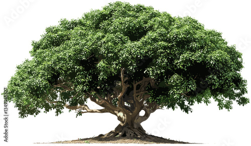 Tree vector PNG, big jungle tree isolated, transparent background, large tropical tree, green nature PNG, isolated jungle tree, vector tree design, nature illustration