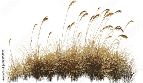 Vector cutout illustration dried grass overgrown field, nature background, grass png, wild grass, field illustration, meadow texture, natural scenery, overgrown plants, isolated grass