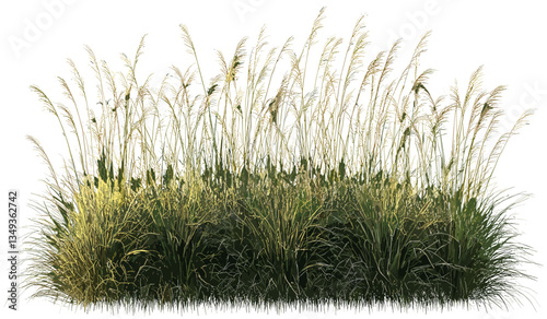 Vector Cut-out long grass field, prairie, transparent png, natural meadow, green grass, summer landscape, wild grass, open field, nature background, grassy plains