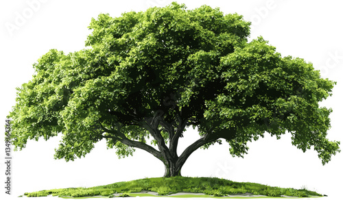 Realistic vector PNG illustrations of huge trees, nature background with cutout trees, large tree images, realistic tree graphics, forest scene, nature vector clipart, tree silhouette.