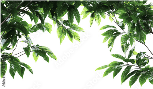 Vector Cutout tropics trees branch foreground on transparent backgrounds png, jungle leaves, exotic foliage, tropical nature, rainforest canopy, isolated tree, botanical element