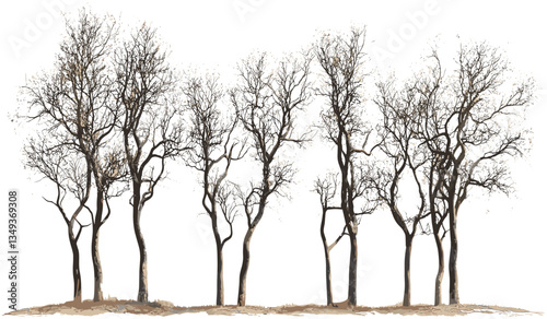 Vector tree row cutout PNG, dry trees landscape, isolated nature silhouette, environmental vector, outdoor scene, transparent background, nature art, forest design, tree clipart