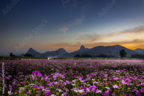 Sunset over a Cosmos flower field in the mountains with colorful skies and flowers in bloom, LOPBURI, THAILAND