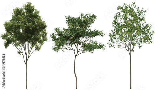 Outdoor vector trees set, ornamental shapes, transparent background, illustrations, png, nature tree design, landscape, greenery, garden trees, forest silhouette, plant graphic, eco-friendly