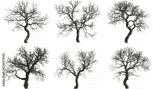 Death trees cutout set, vector from above, barren tree silhouettes, dark spooky forest, winter landscape, eerie atmosphere, leafless branches, gloomy woods, creepy tree design