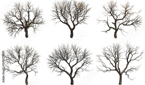 Vector cutout of death trees set, from above, silhouette of trees, autumn landscape, eerie forest, barren branches, spooky scene, winter setting, leafless trees, moody forest background