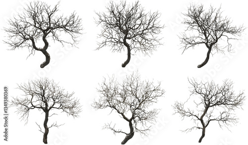 Death trees set cutout vector, from above, barren trees, isolated silhouette, leafless trees, winter landscape, spooky trees, nature concept, dark forest, gloomy atmosphere, Halloween theme