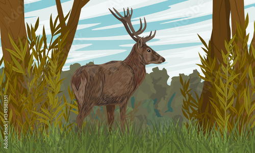 Male red deer with branched antlers stands in a forest clearing. Realistic vector landscape