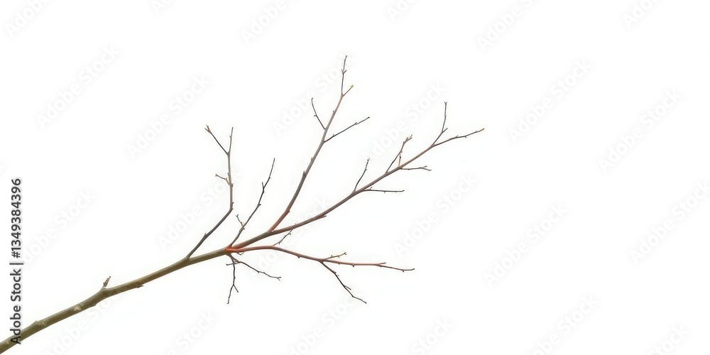 Fototapeta premium Delicate, bare branches isolated against a pure white backdrop, branches, floral design