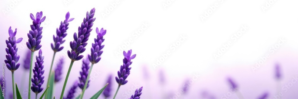 Obraz premium Flowering lavender isolated on white background, petals, lavender, flowers