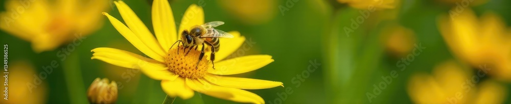 Golden honeybee collecting nectar from a bright yellow flower, insects, insect, flowers Golden honeybee collecting nectar from a bright yellow flower, insects, insect, flowers
