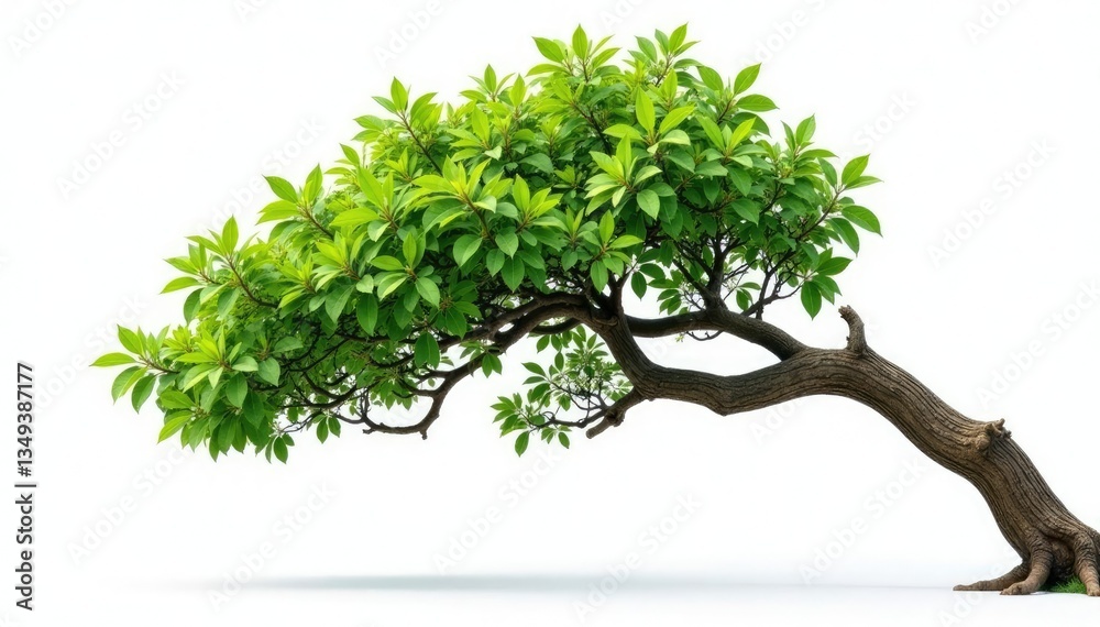 Obraz premium Large isolated branch on white background with trunk in distance, isolated, stem