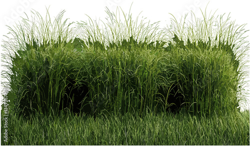 Vector shape cut out, green grass field, fresh meadow, nature landscape, outdoor scenery, lush plants, bright grass, field view, spring garden, lush green vegetation