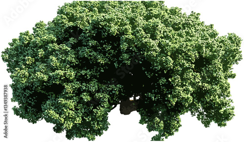 Large green tree top view, vector tree growth, aerial view of tree, lush forest tree, nature landscape, tree canopy, green forest, environmental art, sustainable ecosystem
