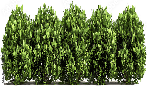Gardening landscape cutout green shrubs, row of plants png, eco-friendly nature, outdoor scene, garden design, greenery decor, botanical landscape, fresh plants, nature row