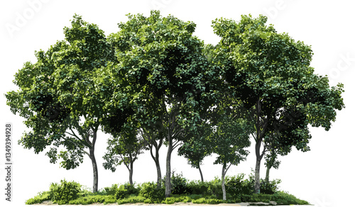 Greenery jungle, vector trees, nature landscape, cut-out PNG, tropical foliage, forest trees, lush environment, outdoor jungle, wild vegetation, exotic plants, green leaves, nature