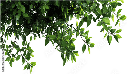 Tree branches vector greenery leaves transparent png, tropical foliage, organic nature, green leaves, nature background, botanical branches, fresh tree leaves, nature illustration
