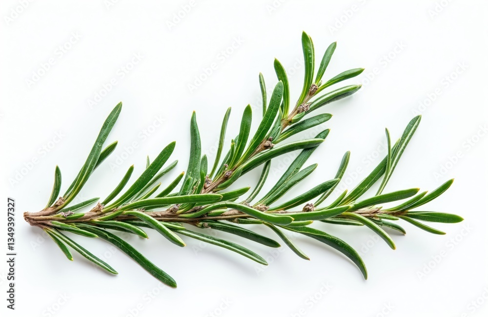 Rosemary branch isolated on white background. Top view, close-up of fresh herb, spices. Aromatic, raw, organic ingredient for cooking, medicine. Culinary, healthy eating. Plant twig with green leaves. Rosemary branch isolated on white background. Top view, close-up of fresh herb, spices. Aromatic, raw, organic ingredient for cooking, medicine. Culinary, healthy eating. Plant twig with green leaves.