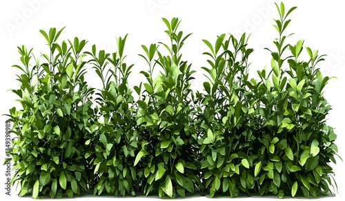 Greenery shrubs plants vector, cut out shapes, png backgrounds, isolated, landscape elements, nature, decorative, design elements, foliage, outdoor, eco-friendly, environment