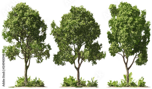 Vector Hardwood trees grow set PNG, transparent backgrounds, nature trees, forest illustration, plant growth, eco-friendly, wood design, green trees, environmental art, tree graphics