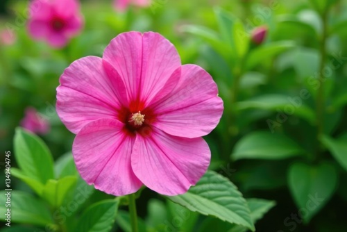 Large pink flower in full bloom amidst lush greenery, spring blooms, malva sylvestris, gardens