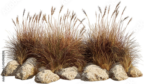 Dry savanna grass, isolated meadow, transparent background, shrubs, rocks, barren land, wilderness, natural field, plants, desert landscape, wild terrain, nature, open field