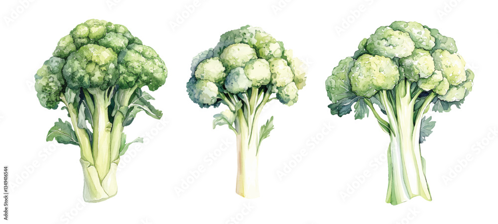 cauliflower cabbage broccoli Watercolor painted collection of vegetables. Fresh colorful veggies vector illustration cauliflower cabbage broccoli Watercolor painted collection of vegetables. Fresh colorful veggies vector illustration