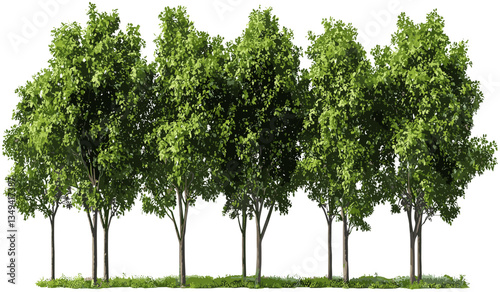 Vector Jungle trees row greenery png, tropical foliage, nature scene, wild forest, exotic plants, dense jungle, landscape background, green leaves, foliage pattern, tropical trees