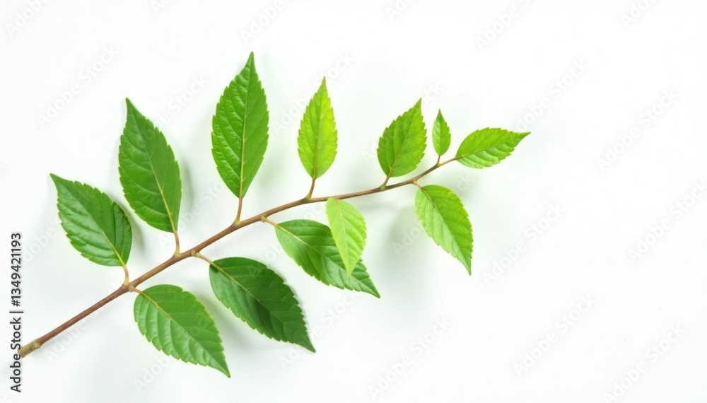 Fototapeta premium Single branch with green leaves against a white background, white background, minimalist, branch