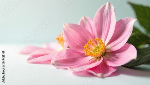 Delicate flower petals unfolding on white surface, nature, botanical