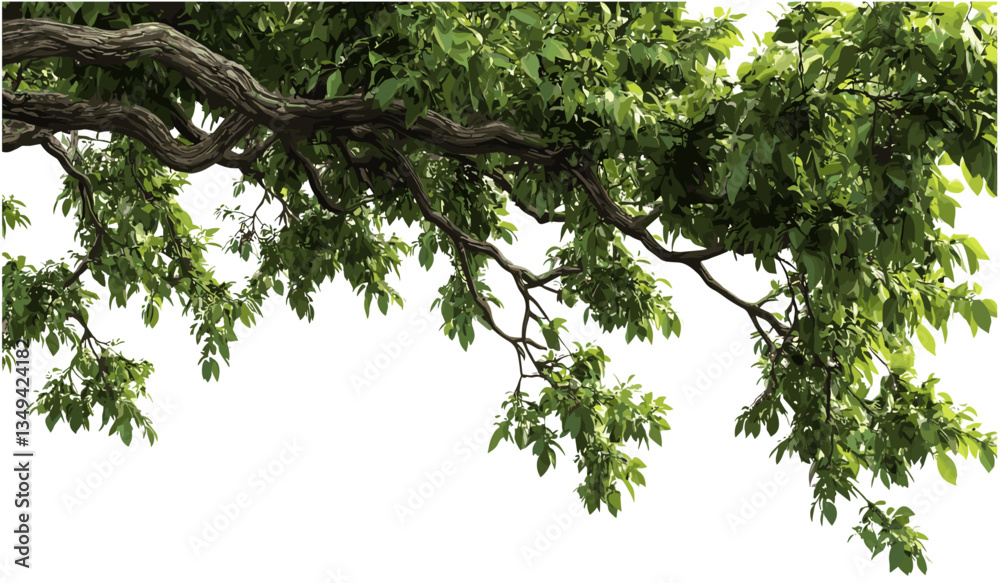 Fototapeta premium Large tree branches foliage png, nature border design, top frame with leaves, green foliage, vector art, plant silhouette, nature background, tree illustration