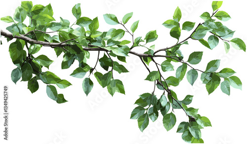 Vector nature leafy branches png, transparent background, green leaves, tree branches, foliage, natural design, eco-friendly, organic, plant illustration, summer leaves