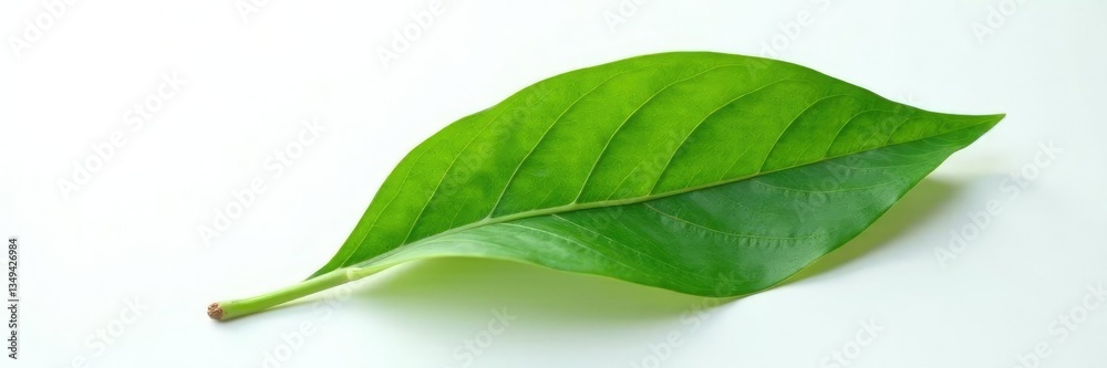 Fototapeta premium High angle shot of an isolated plant leaf on white background, nature
