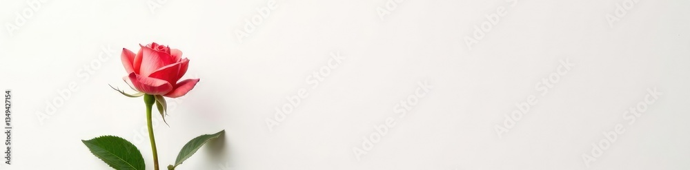 High detail of single rose on white background, bloom, flower High detail of single rose on white background, bloom, flower