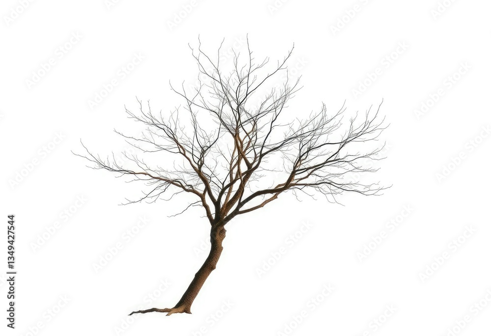 Obraz premium Lone deciduous tree, stark branches against pure white, tree, stock