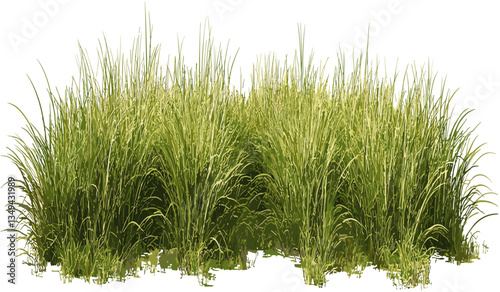 Prairie meadow grass row, vector PNG file, transparent, nature field, green grass, wildflowers, outdoor scene, natural background, spring, nature environment, summer landscape