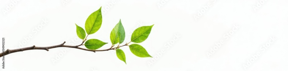 Fototapeta premium Single isolated leaf branch on white background, tree, stem, nature