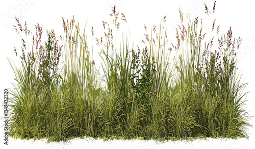 Vector meadow grass row prairie transparent background, PNG file, cutout, nature, green grass, prairie landscape, summer field, outdoor, natural, eco-friendly, environment, wildflowers