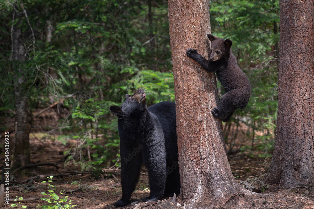 Obraz premium Ours et oursons noirs