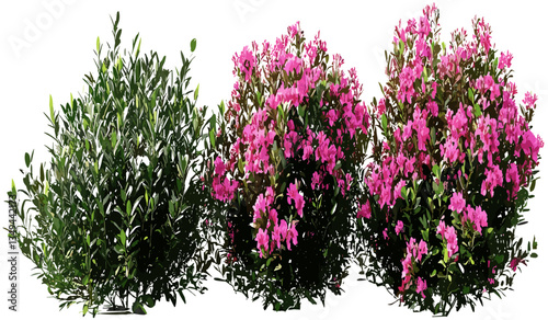 Realistic shrubs flowery vector nature png file, floral bush, green leaves, decorative foliage, botanical clipart, garden plants, isolated elements, transparent file,