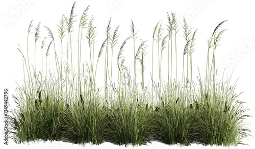 Vector illustration tall meadow grass, nature cut out, transparent backgrounds, wild green field, isolated grass clipart, botanical plant, summer foliage, eco-friendly design
