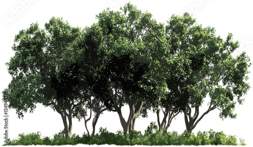Trees vector habitat botany group, isolated nature, transparent png, plants, natural environment, forest, greenery, eco-friendly, wildlife, outdoor, tree design