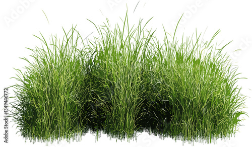 Vector green grass field, transparent PNG grass, outdoor nature scene, fresh grass, green field, spring grass background, cut out nature field, clean green grass, summer outdoor